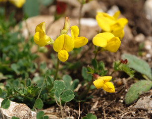 Fototapeta premium beautiful bright yellow flowers of Bird's-foot trefoil (Lotus corniculatus) growing on the chalkland meadows of Salisbury Plain, Wiltshire