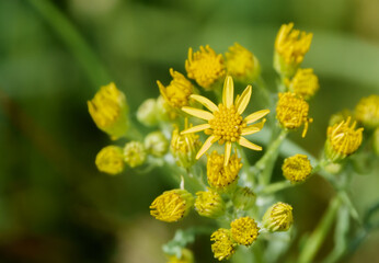 beautiful yellow Ragwort flowers (Senecio jacobaea) growing wild on Saisbury Plain grasslands 