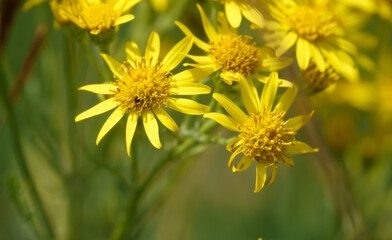 beautiful yellow Ragwort flowers (Senecio jacobaea) growing wild on Saisbury Plain grasslands 