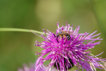 a male sweat bee (halictus ligatus) feeding on a beautiful pink greater knapweed (Centaurea scabiosa) flower