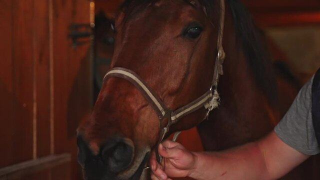 Close-up view of a blind horse being taken by its owner. The owner is holding its lead rope. Dark brown horse in the stable. Other horses in the background looking out from the window of their stall.