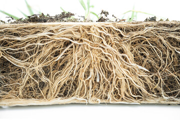 Section of growing root grass.