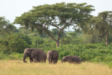 Obraz premium African elephant, Loxodonta africana