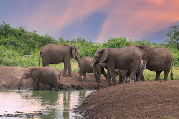 Fototapeta premium African elephant, Loxodonta africana