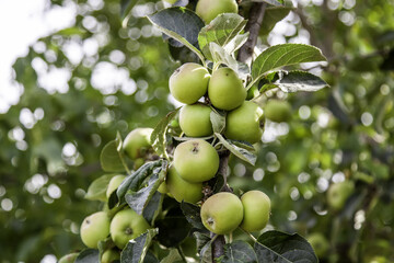 Apple tree with fruits