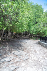 A bunch of trees and a fence in Elora, Ontario.