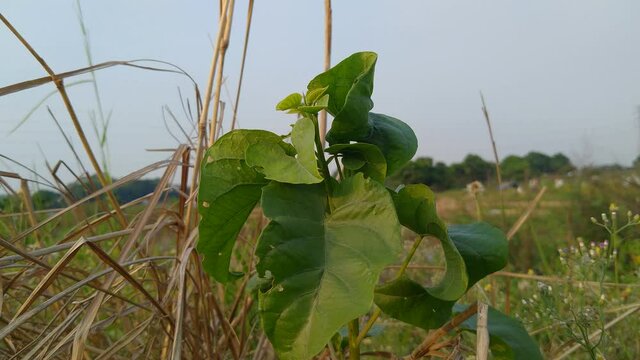 Plants that live beside dry weeds