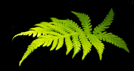 fern leaf in a dark forest