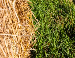 part of the Golden straw