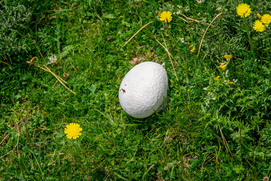 Meel 이미지 – 찾아보기 811 스톡 사진, 벡터 및 비디오 | Adobe Stock