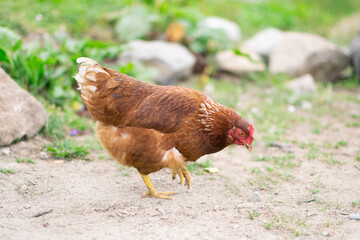 A flock of chickens roam freely in a lush green village near Plateau in Rize, Turkey.
