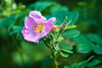 Wild Rose