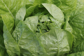 Lettuce bush with juicy ripe lettuce among large lettuce leaves and small lettuce leaves
