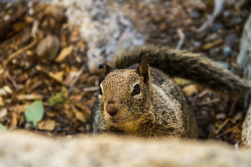 Naklejka na ściany i meble A California ground squirrel posing for the camera
