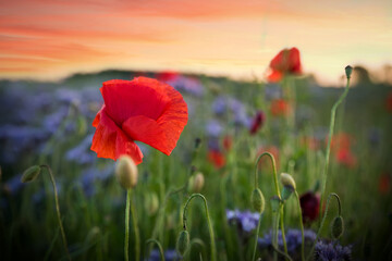 Obraz premium red poppy blossom, phacelia field in the back, sunset mood