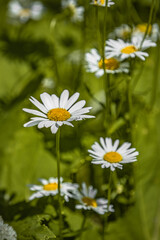 daisies in the field