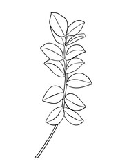 Outlines of zamioculcas leaves. Vector isolated clipart. Minimal monochrome hand-drawn botanical design.