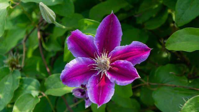 Blooming climatis flower against a background of green foliage, close-up.