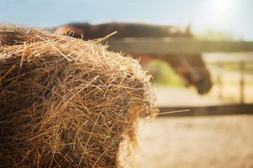 A large prepared bale of dry golden hay stands near the corral with a bay horse on a sunny summer clear day on the farm. Livestock and food. - obrazy, fototapety, plakaty
