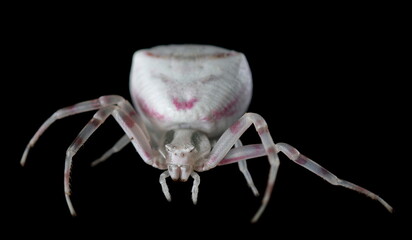 Withe crab spider with pink-spotted Misumena vatia isolated on black background, clipping path