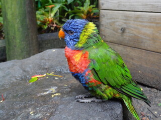 Perroquet Guadeloupe, Ara guadeloupensis 