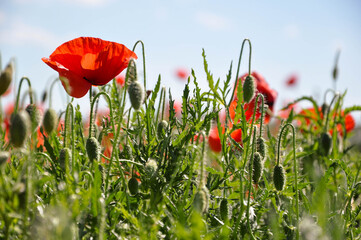 red poppy field
