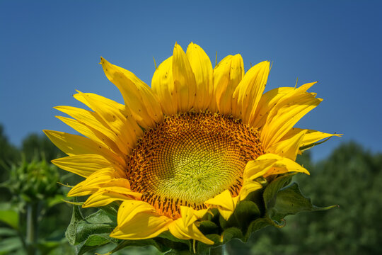 CloseUp shot of Sunflower Blooming on sunset. Sunflower natural background.