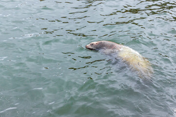 Naklejka premium a cute mustachioed sea lion swims in the dirty water of the Mokhovaya Bay in the city of Petropavlovsk Kamchatsky. the concept of the coexistence of wild animals next to humans.
