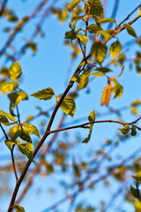 beautiful birch tree