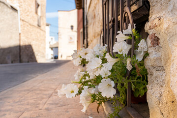 Fototapeta na wymiar flowers in the old town