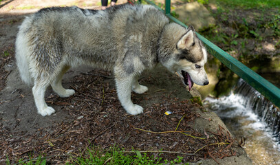 Husky i natura © Pawe