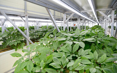 Fototapeta na wymiar smart farm in Korea and is growing ginseng.