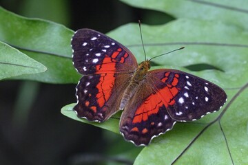 Fototapeta na wymiar Butterfly Anartia amathea