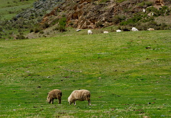 Russia. South of Western Siberia, Mountain Altai. A flock of goats and sheep graze in the valley of the Katun River near the village of Inegen.