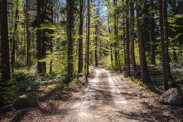 chemin forestier, vaud, jura Suisse