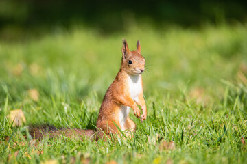 Squirrel in the autumn park