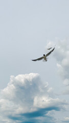seagull in flight