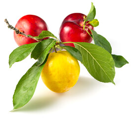 Ripe and juicy fruits of plums on a white background