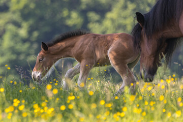 Kaltblutfohlen liegt in Blümchen