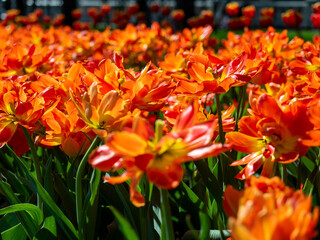 close-up of a lot of orange-scarlet tulips. Flower bed, can be used as a background