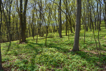 trees in the park