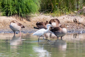 Garzetta che passa davanti ad un gruppo di oche selvatiche. Animali in libertà nella laguna del mare di Marano. 