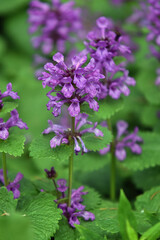 Großblütiger Ziest