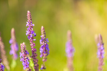 Sage (or lettuce, grandma, blue capital letter, cornflowers, kokish, corn, mother, honey, honey, pods, pigs, samosy, sokirki, salvia) on a sunny steppe meadow. Selective focus.