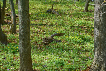 Obraz premium lizard on the tree