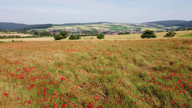 Klatschmohnfeld, Drohnenaufnahme