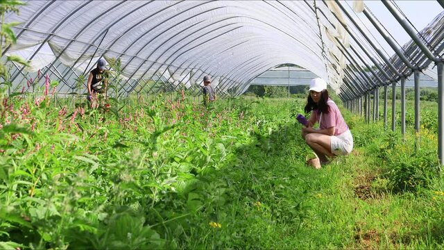 woman gather strawberry in greenhouse summertime