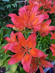 Fototapeta premium red flowers in the garden