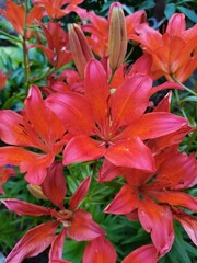 red flowers in the garden