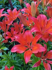 red flowers in the garden